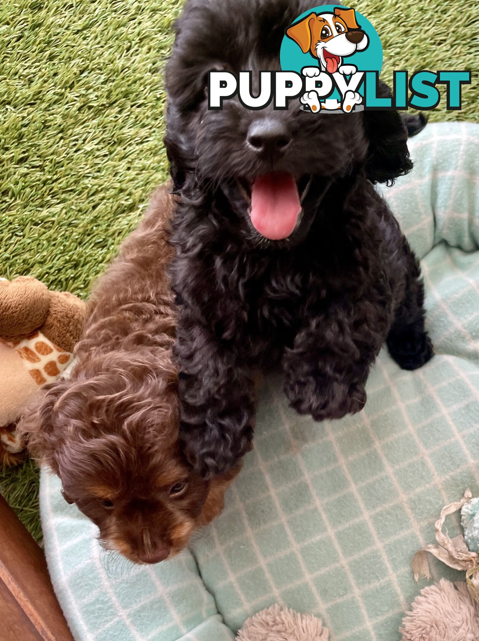 Gorgeous Cavoodle Puppies - Outstanding Temperament