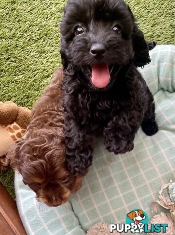 Gorgeous Cavoodle Puppies - Outstanding Temperament