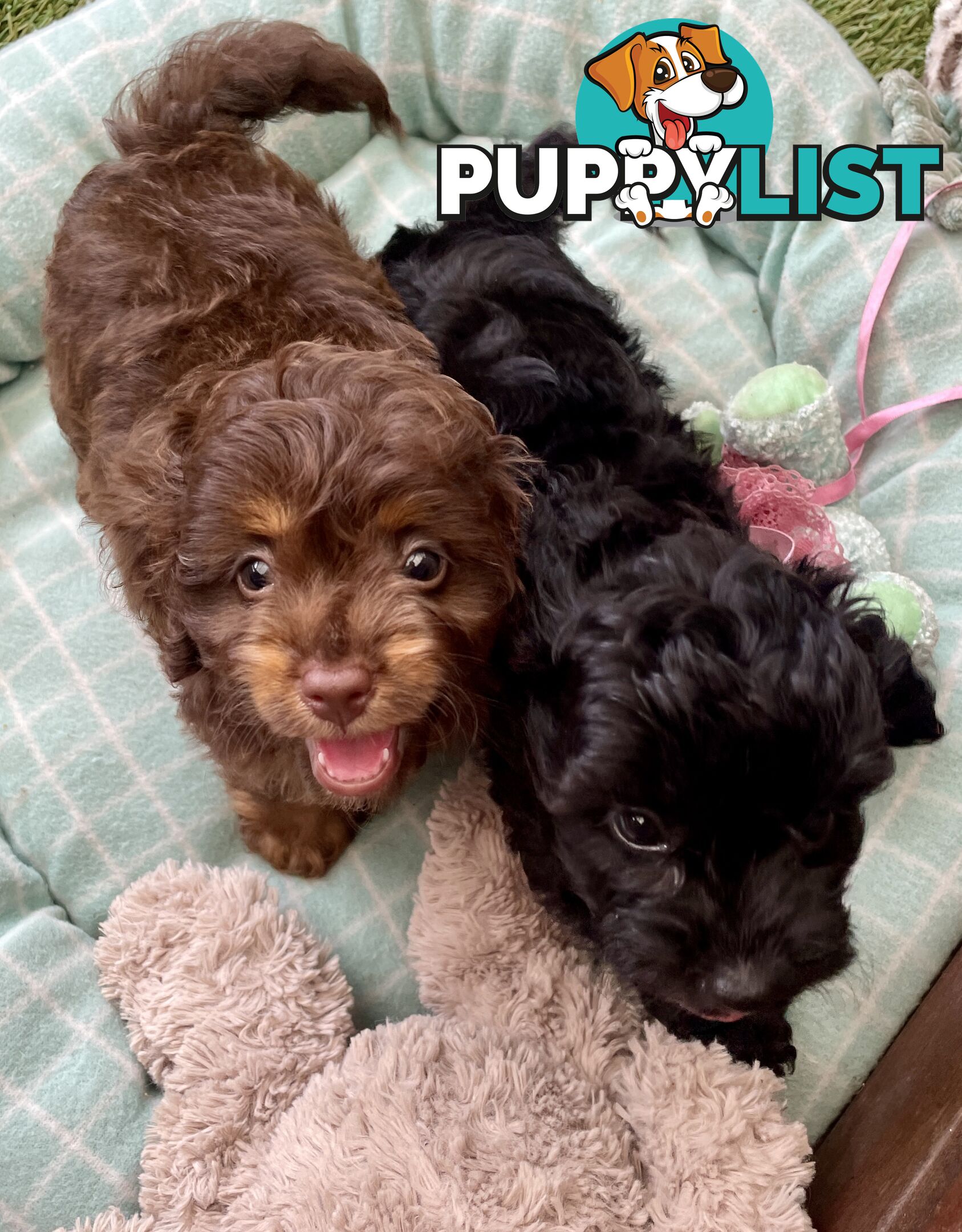 Gorgeous Cavoodle Puppies - Outstanding Temperament