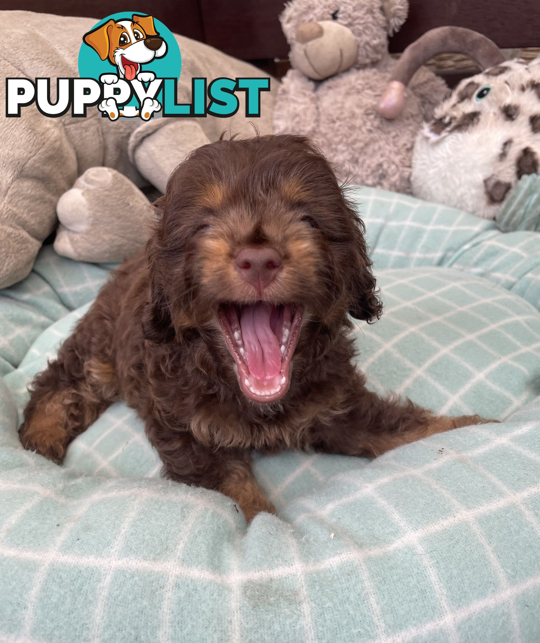 Gorgeous Cavoodle Puppies - Outstanding Temperament