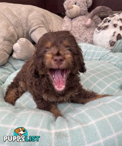 Gorgeous Cavoodle Puppies - Outstanding Temperament