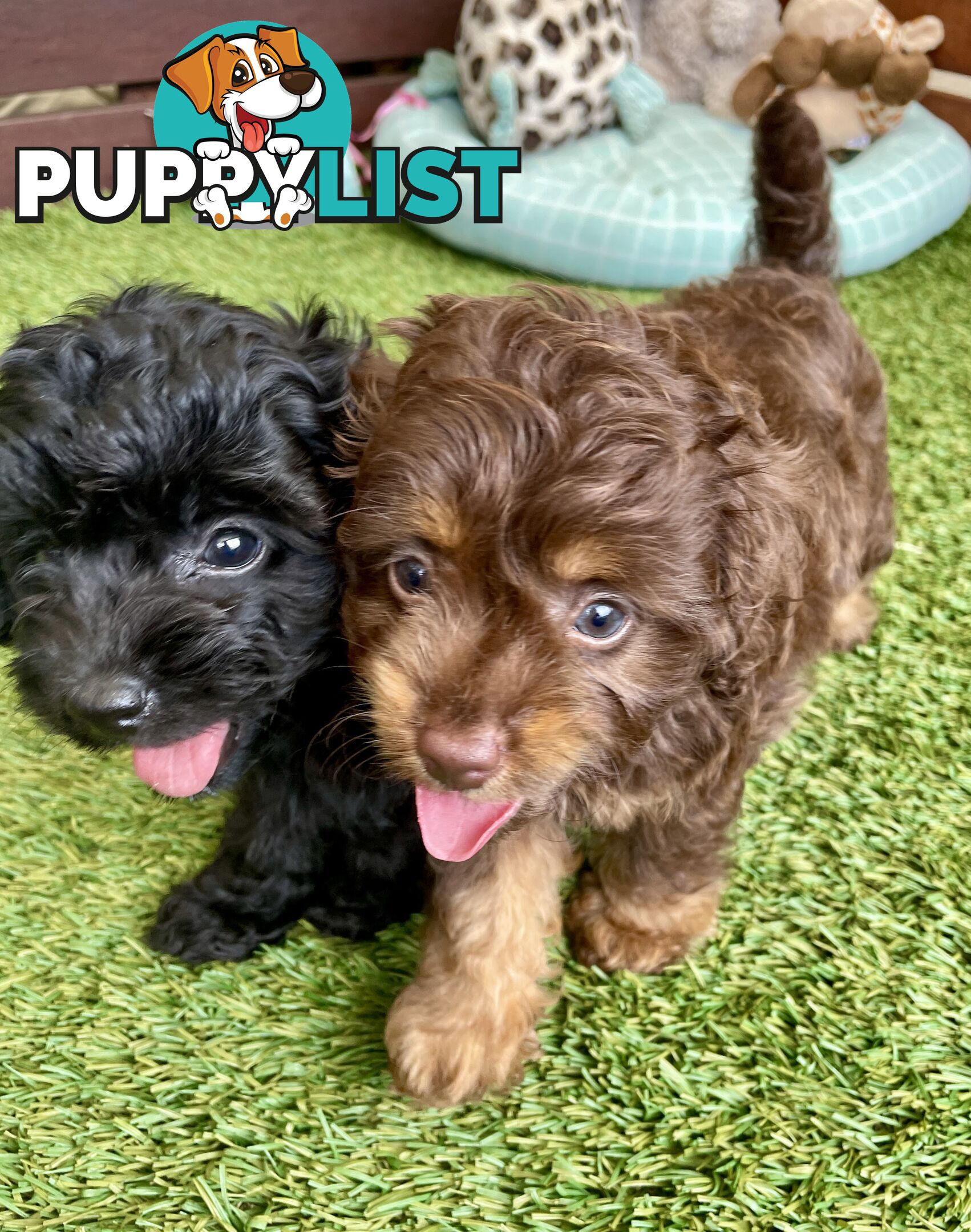 Gorgeous Cavoodle Puppies - Outstanding Temperament