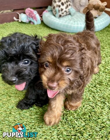 Gorgeous Cavoodle Puppies - Outstanding Temperament