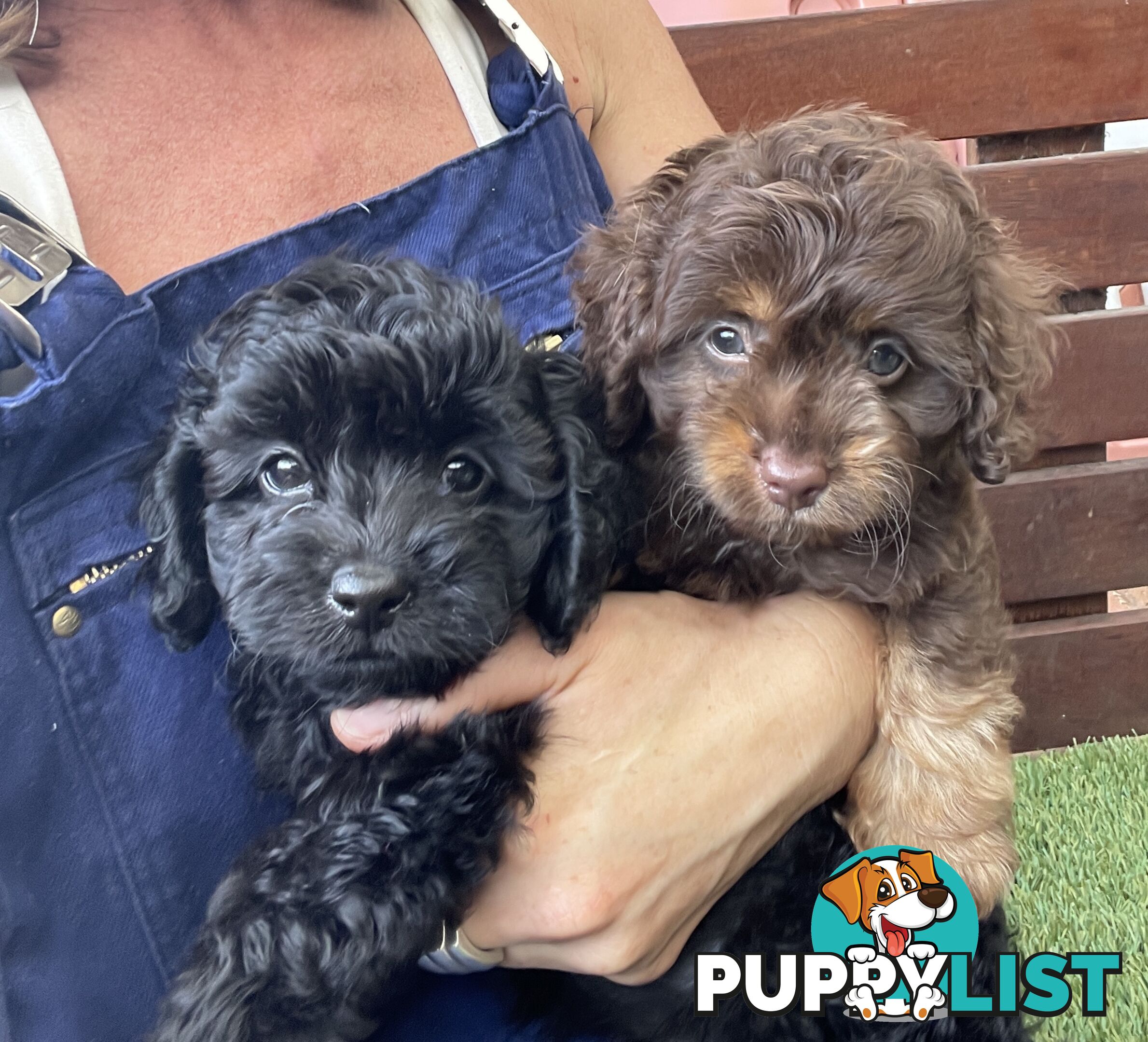 Gorgeous Cavoodle Puppies - Outstanding Temperament