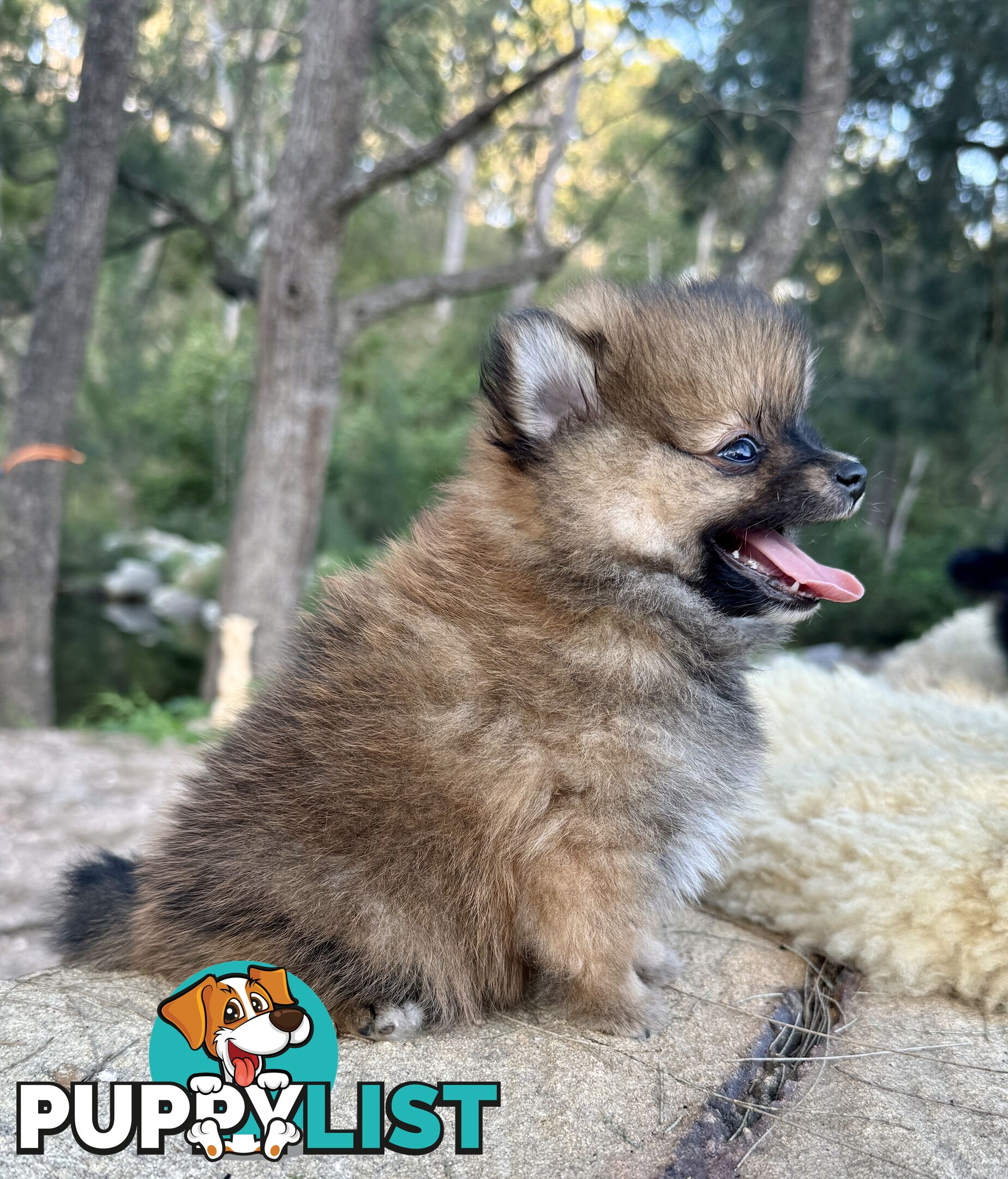 Miniature Teacup Pomeranian