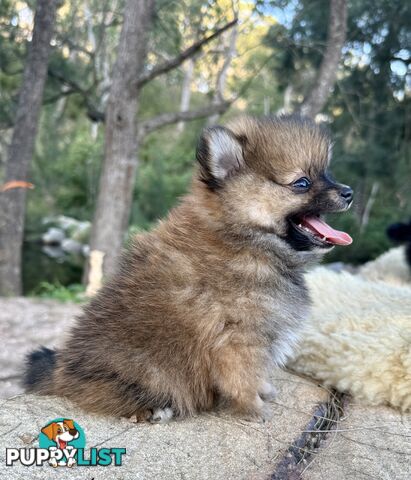 Miniature Teacup Pomeranian