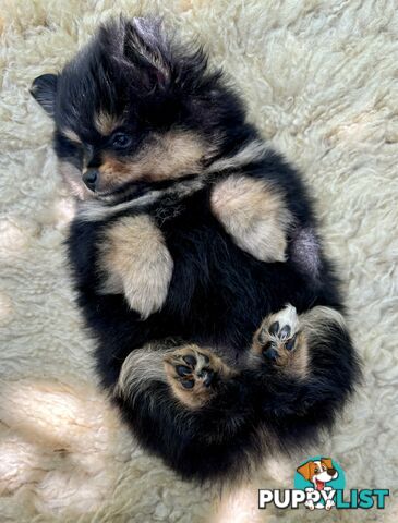 Miniature Teacup Pomeranian