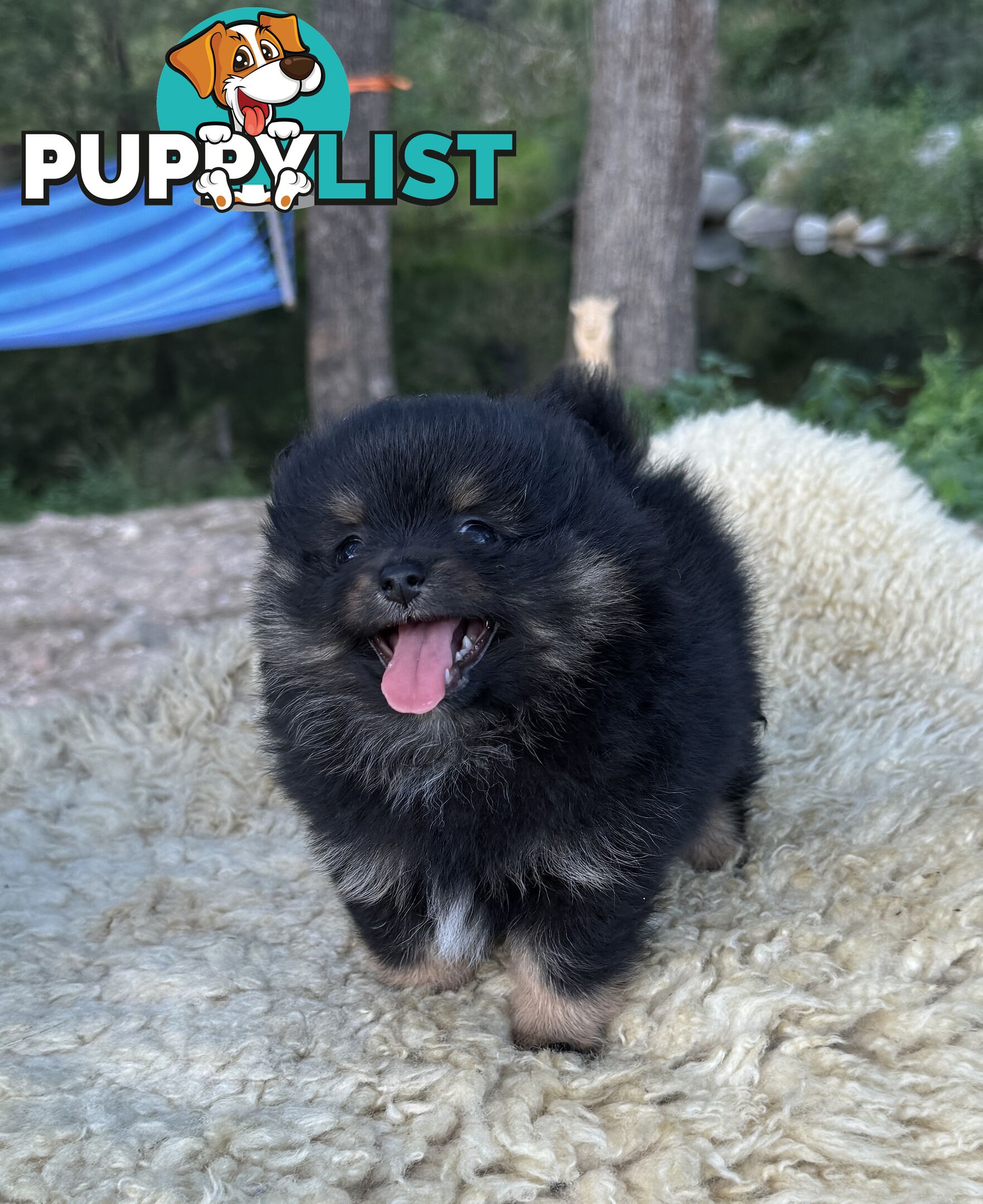 Miniature Teacup Pomeranian