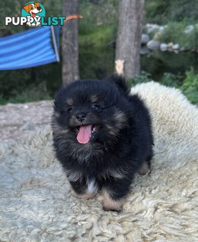 Miniature Teacup Pomeranian