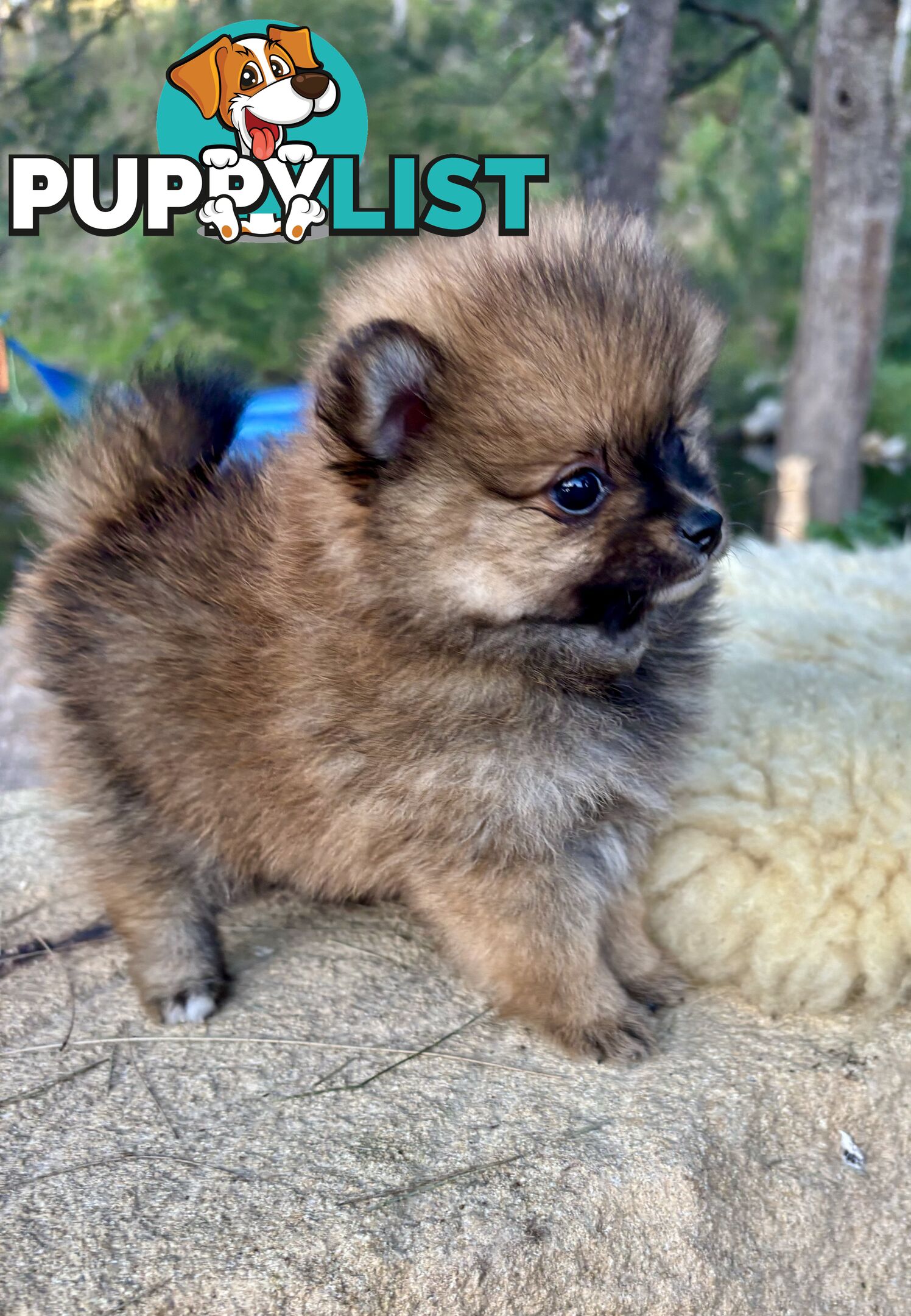 Miniature Teacup Pomeranian