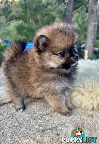 Miniature Teacup Pomeranian