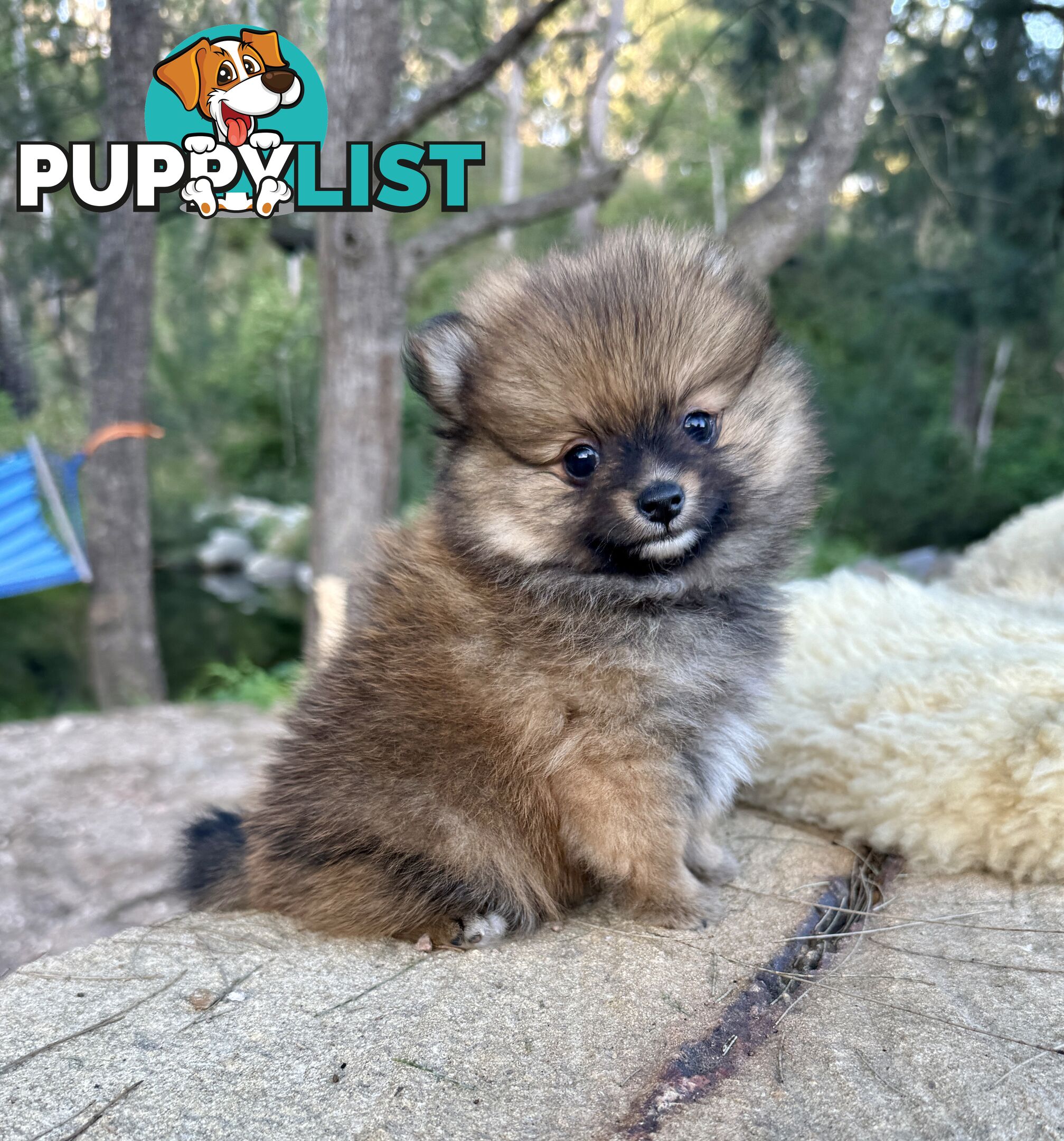 Miniature Teacup Pomeranian