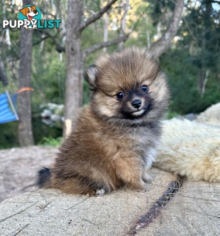 Miniature Teacup Pomeranian