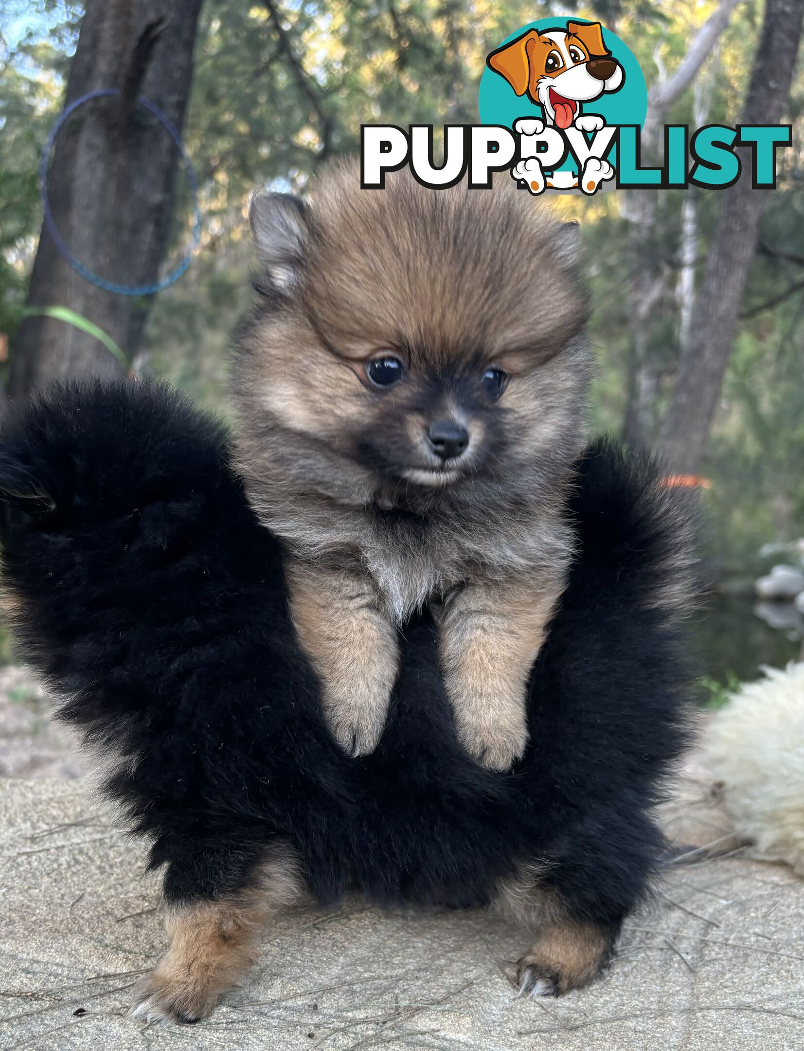 Miniature Teacup Pomeranian