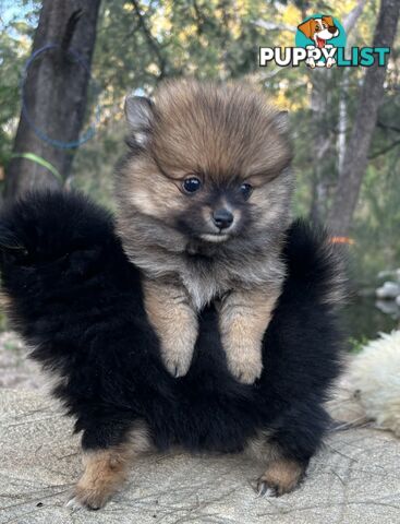 Miniature Teacup Pomeranian