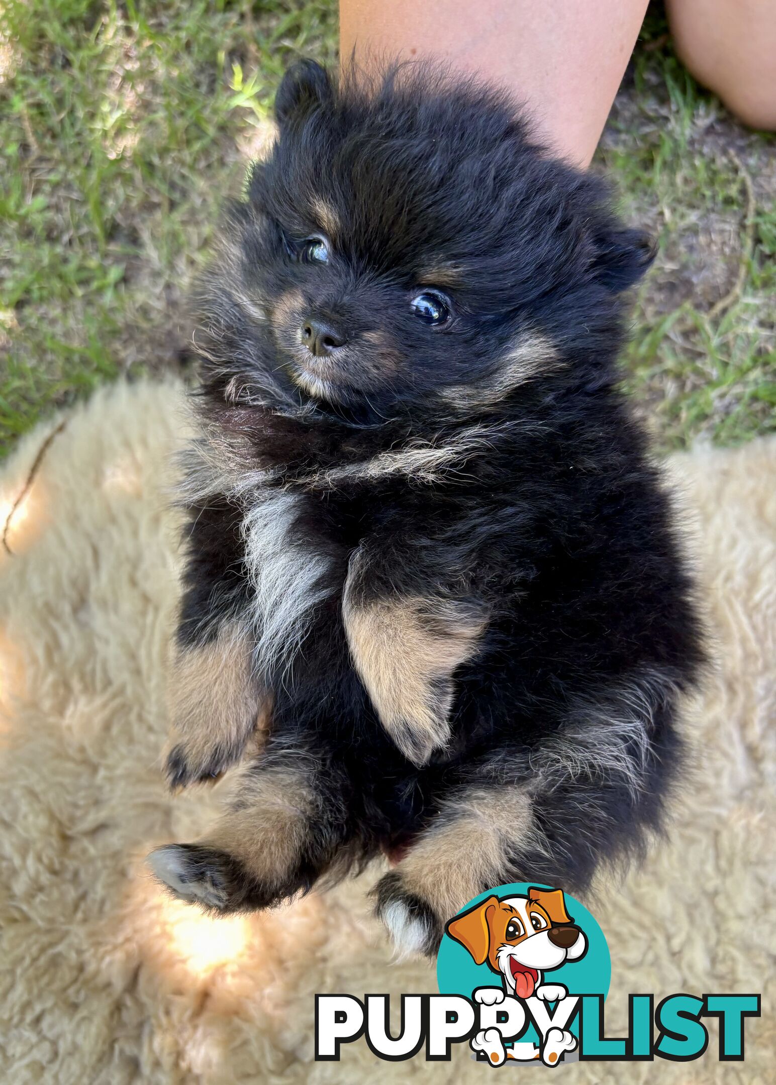 Miniature Teacup Pomeranian