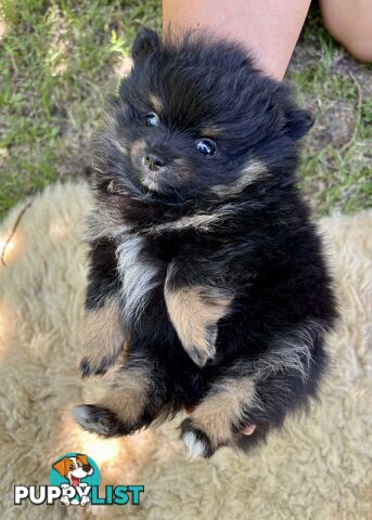 Miniature Teacup Pomeranian