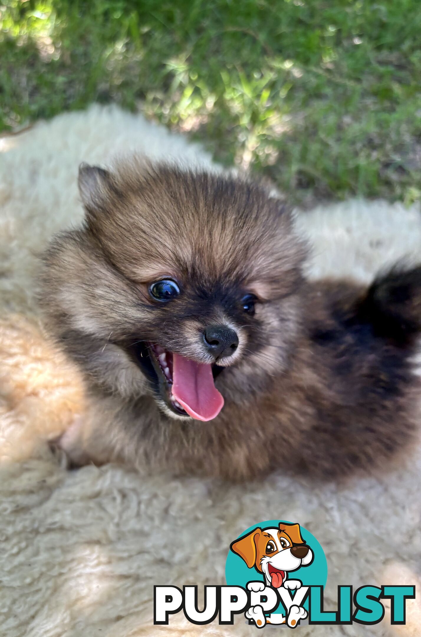 Miniature Teacup Pomeranian