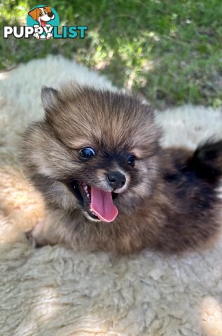 Miniature Teacup Pomeranian