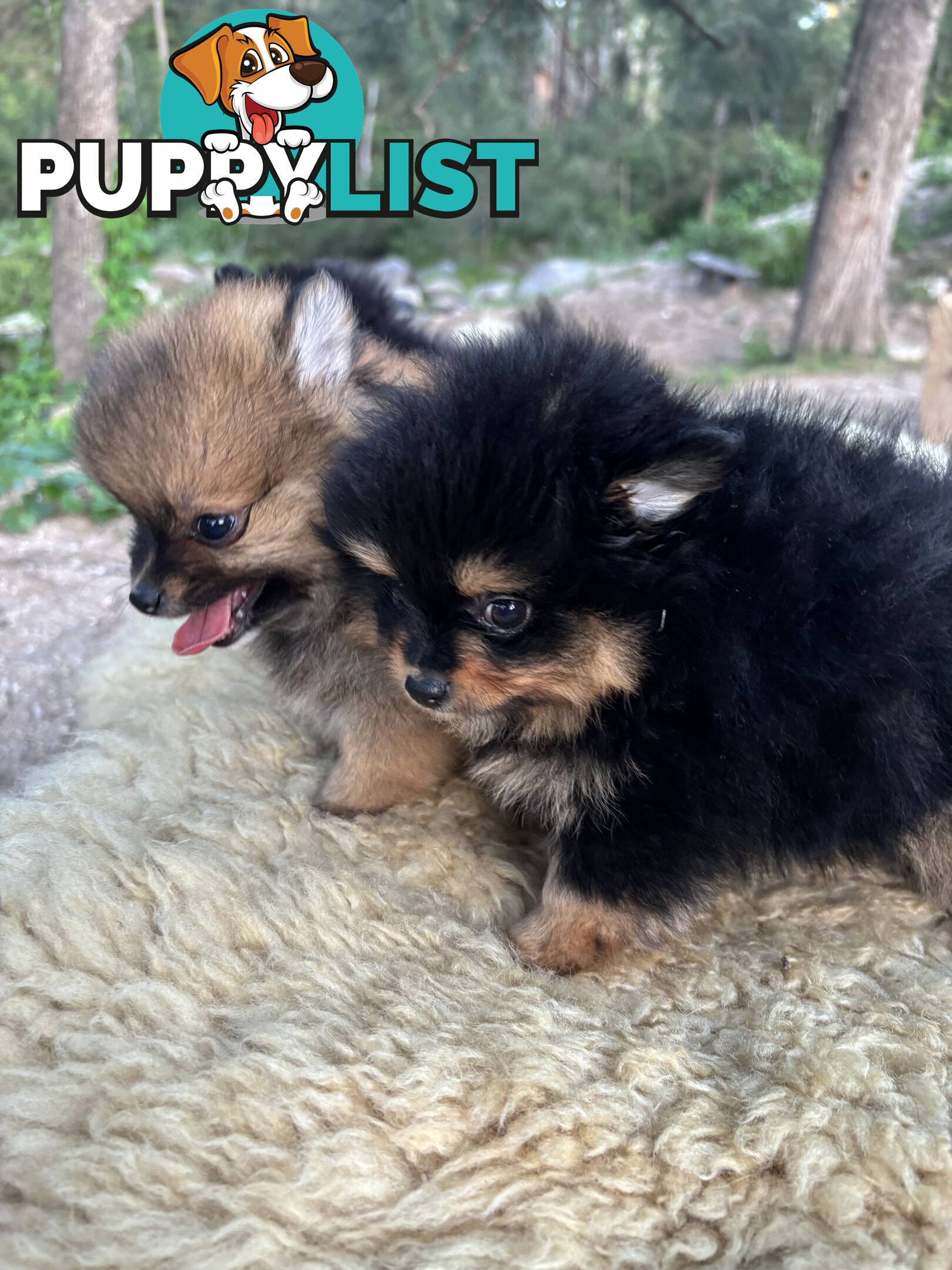 Miniature Teacup Pomeranian