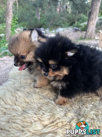 Miniature Teacup Pomeranian