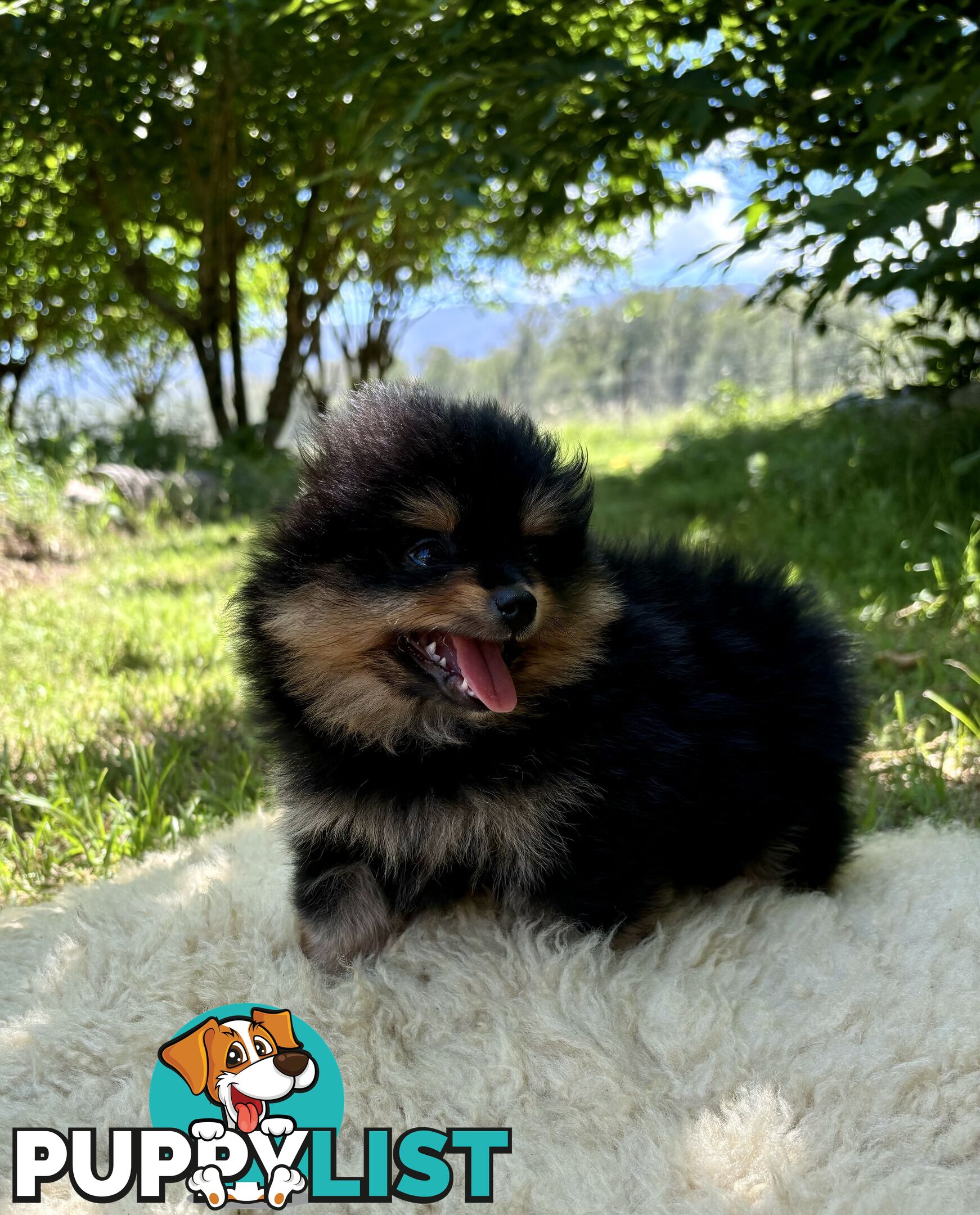 Miniature Teacup Pomeranian