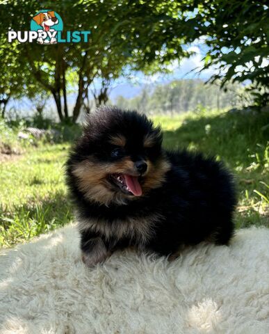 Miniature Teacup Pomeranian