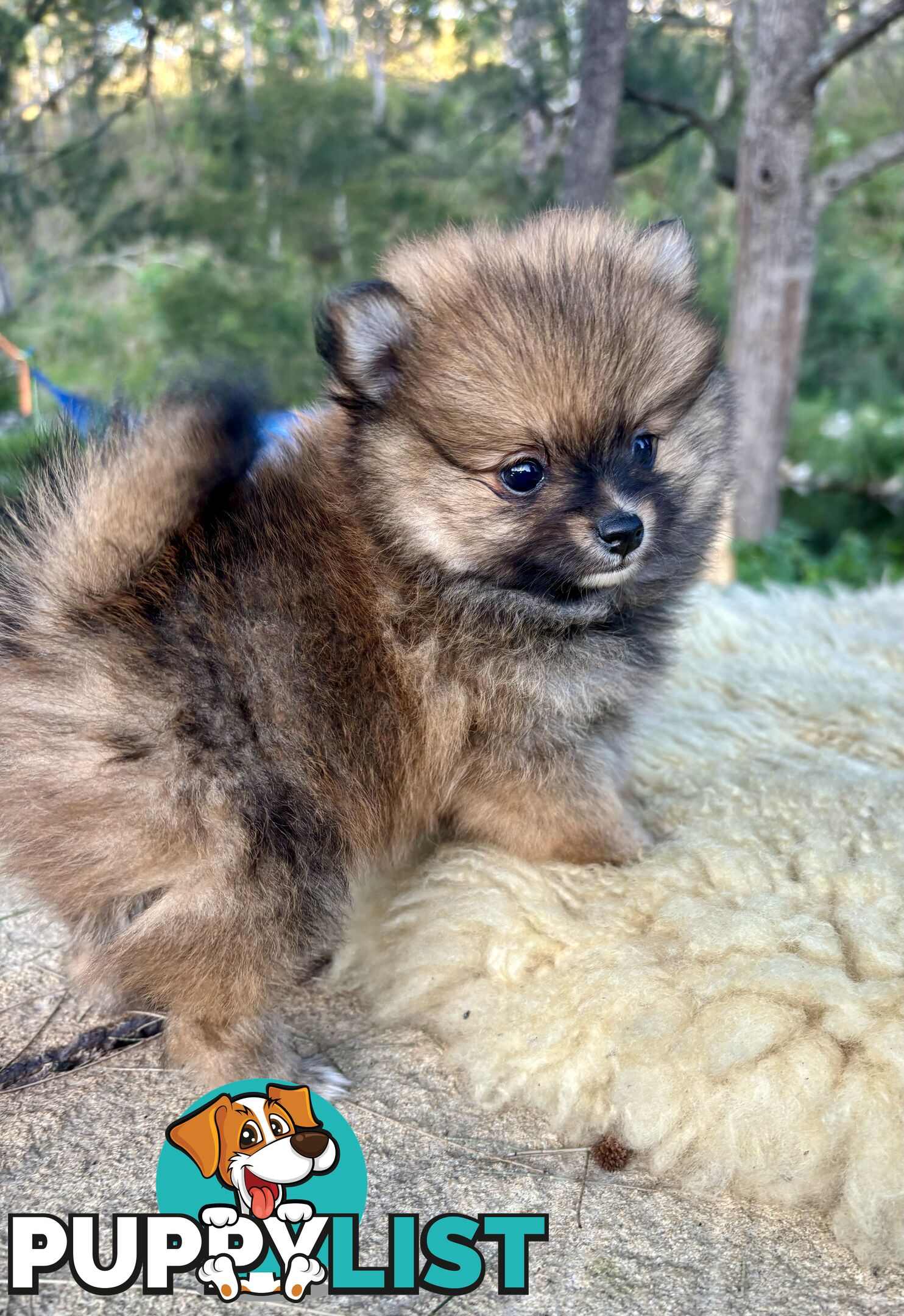 Miniature Teacup Pomeranian