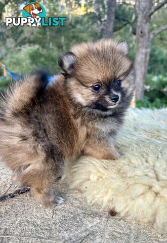 Miniature Teacup Pomeranian