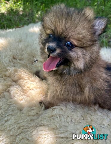 Miniature Teacup Pomeranian