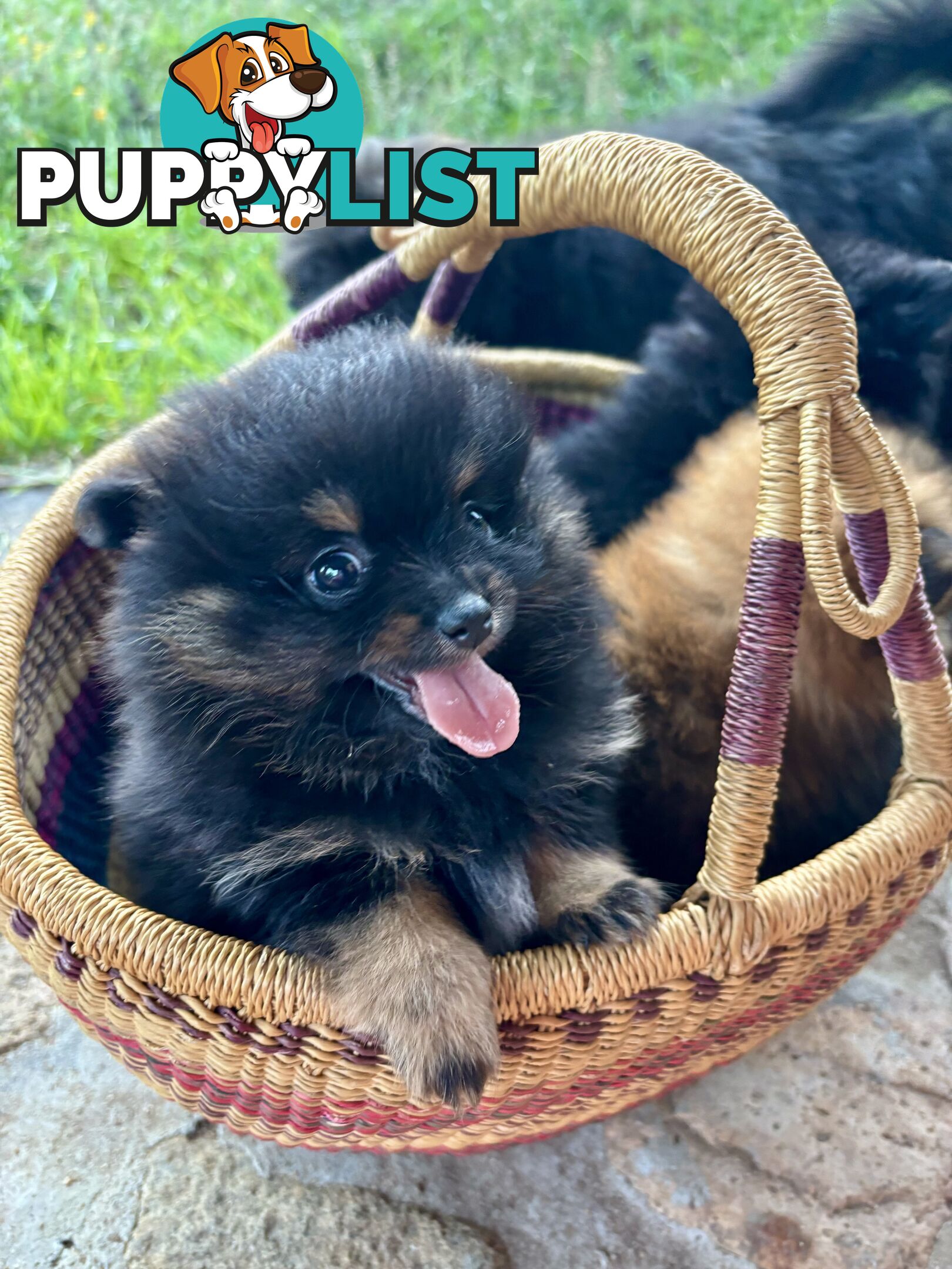 Miniature Teacup Pomeranian