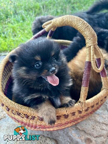 Miniature Teacup Pomeranian