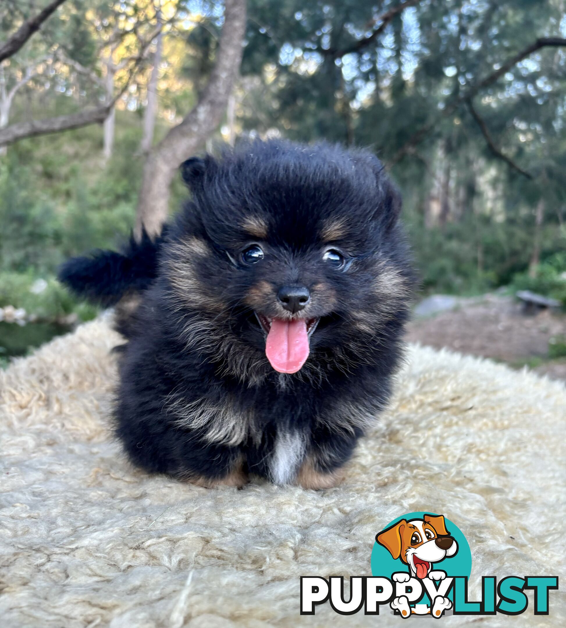 Miniature Teacup Pomeranian