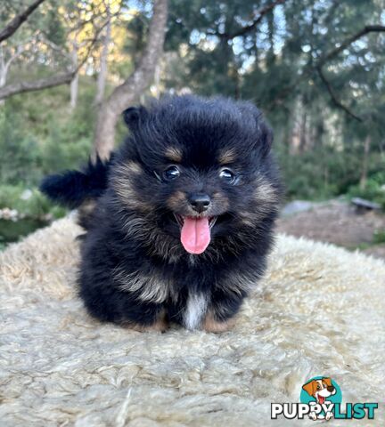 Miniature Teacup Pomeranian