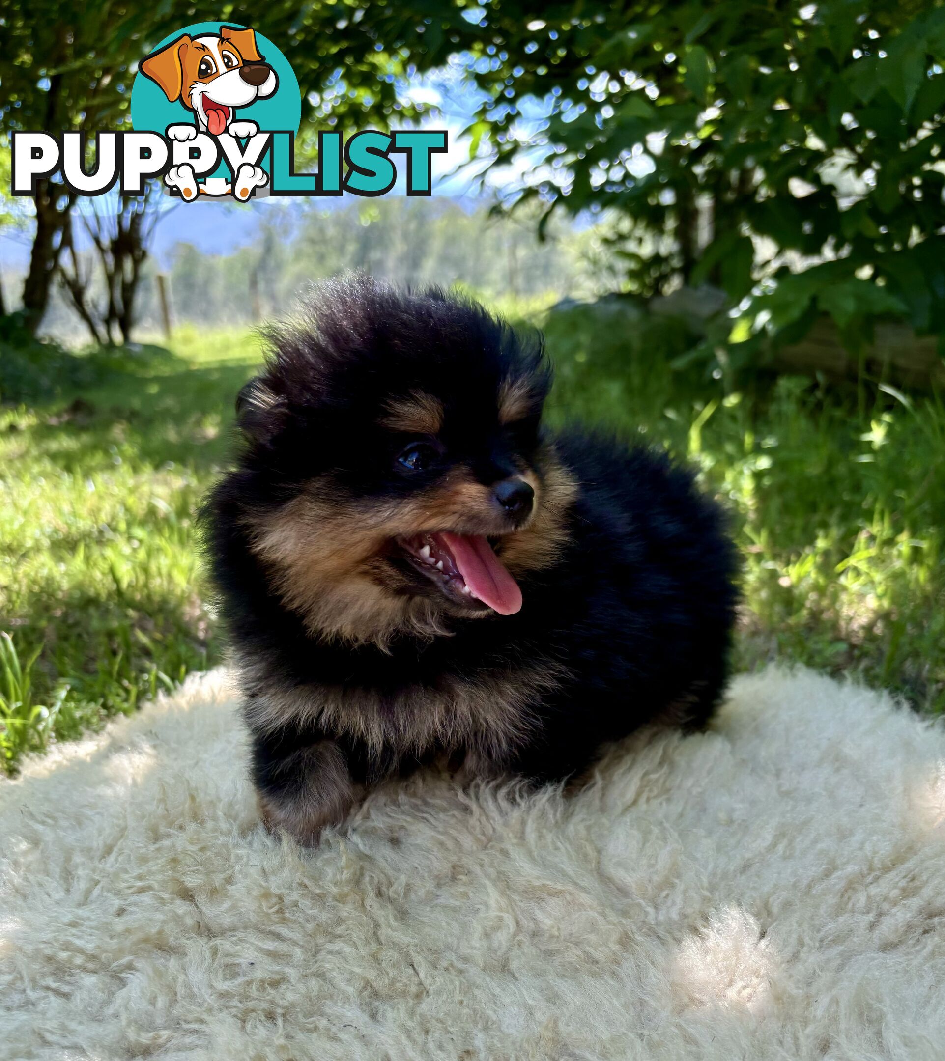 Miniature Teacup Pomeranian