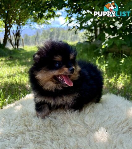 Miniature Teacup Pomeranian