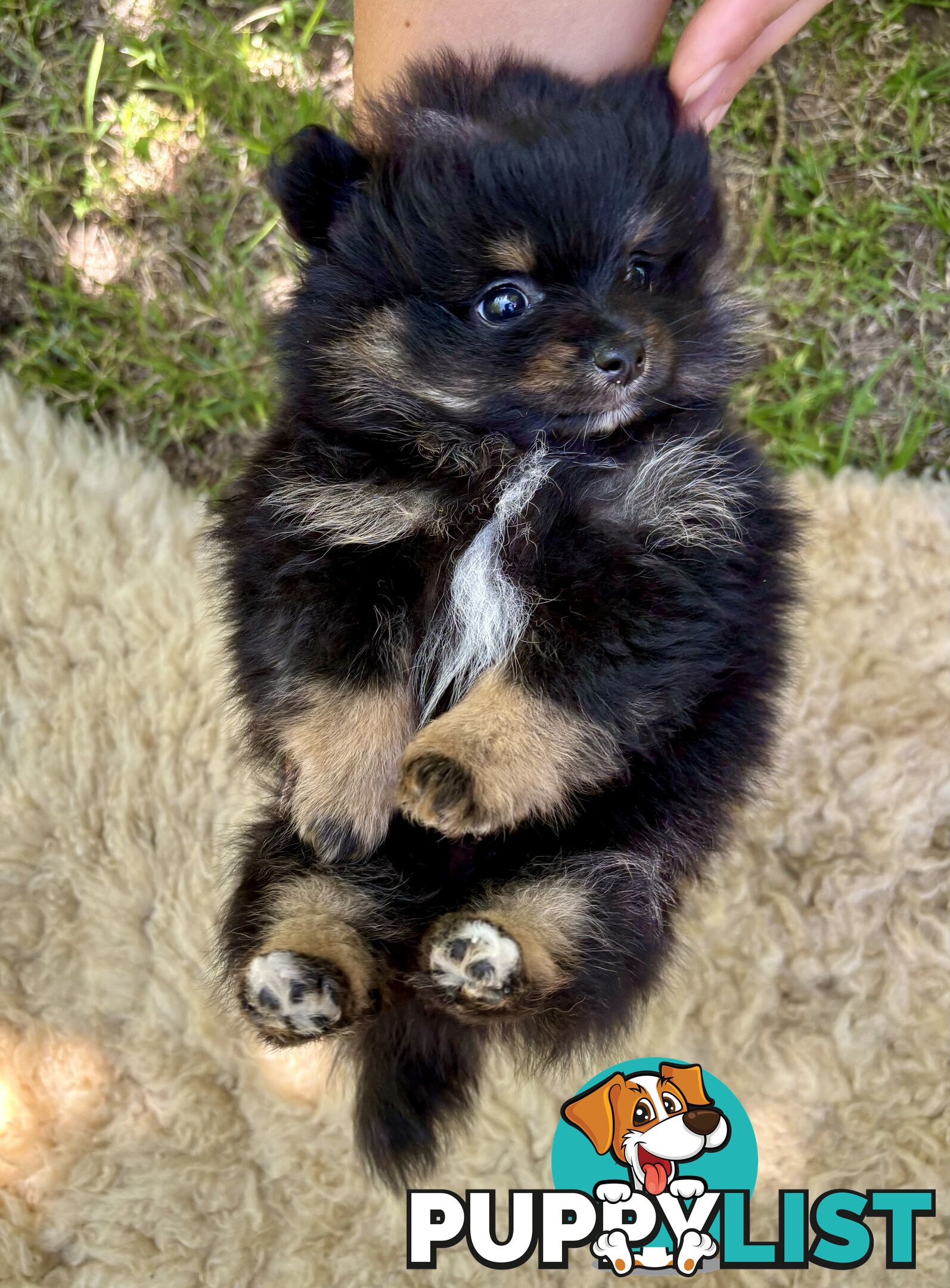 Miniature Teacup Pomeranian