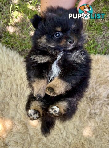 Miniature Teacup Pomeranian