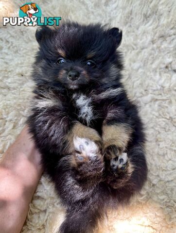 Miniature Teacup Pomeranian