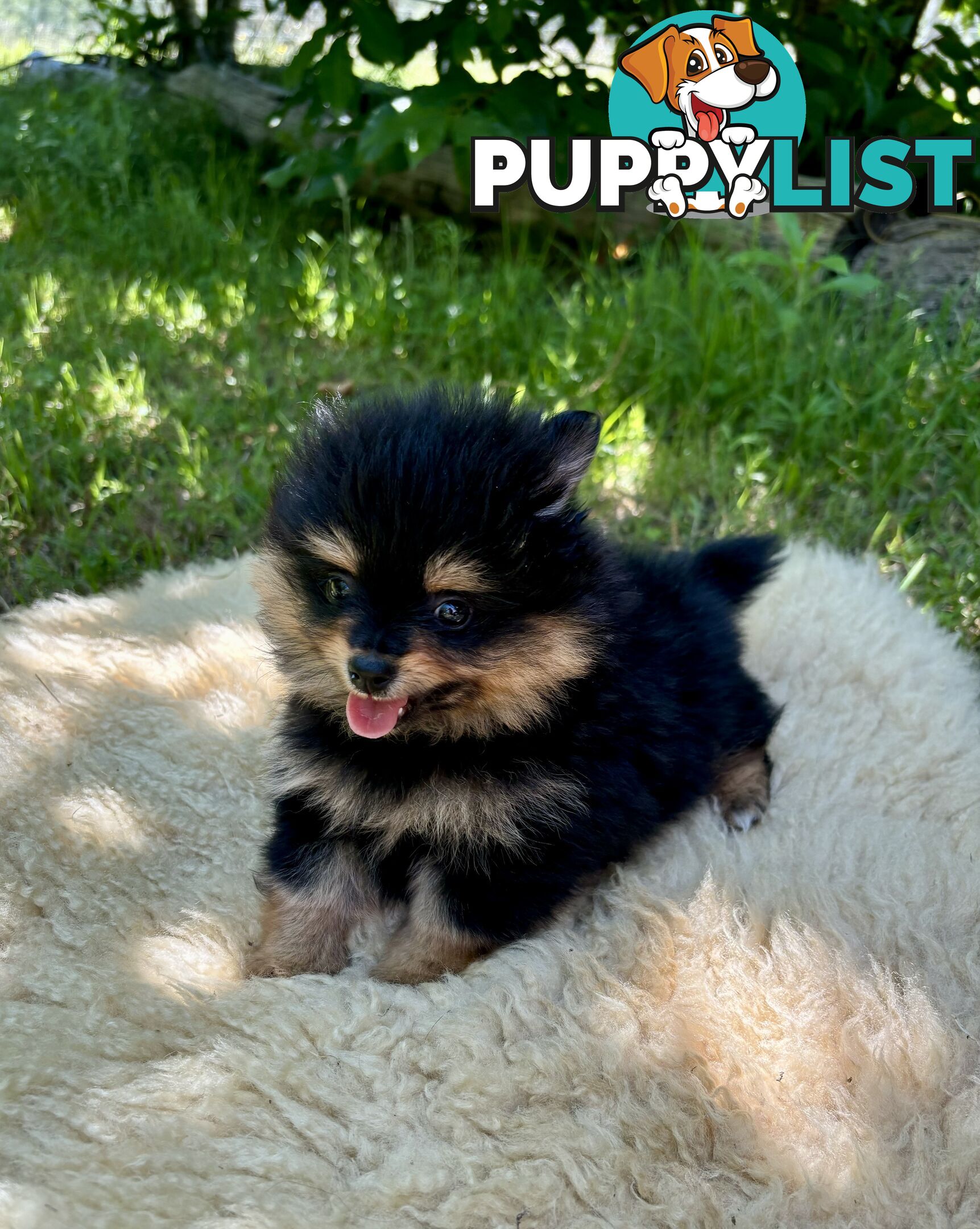 Miniature Teacup Pomeranian