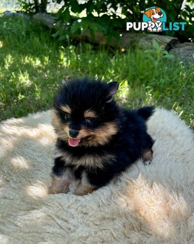 Miniature Teacup Pomeranian