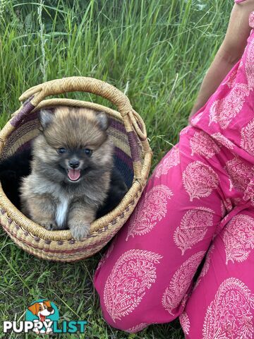 Miniature Teacup Pomeranian