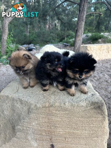 Miniature Teacup Pomeranian