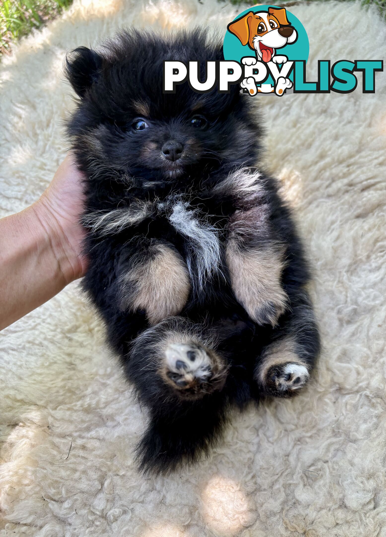 Miniature Teacup Pomeranian