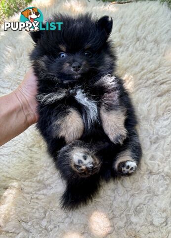 Miniature Teacup Pomeranian