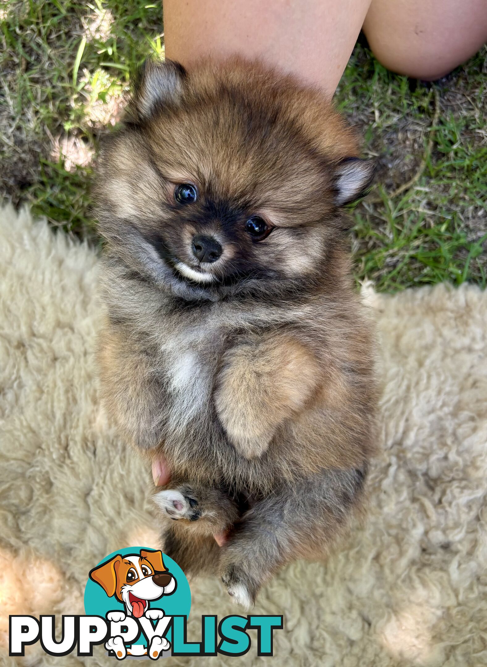 Miniature Teacup Pomeranian