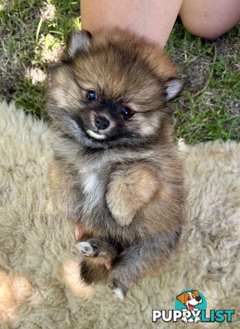 Miniature Teacup Pomeranian