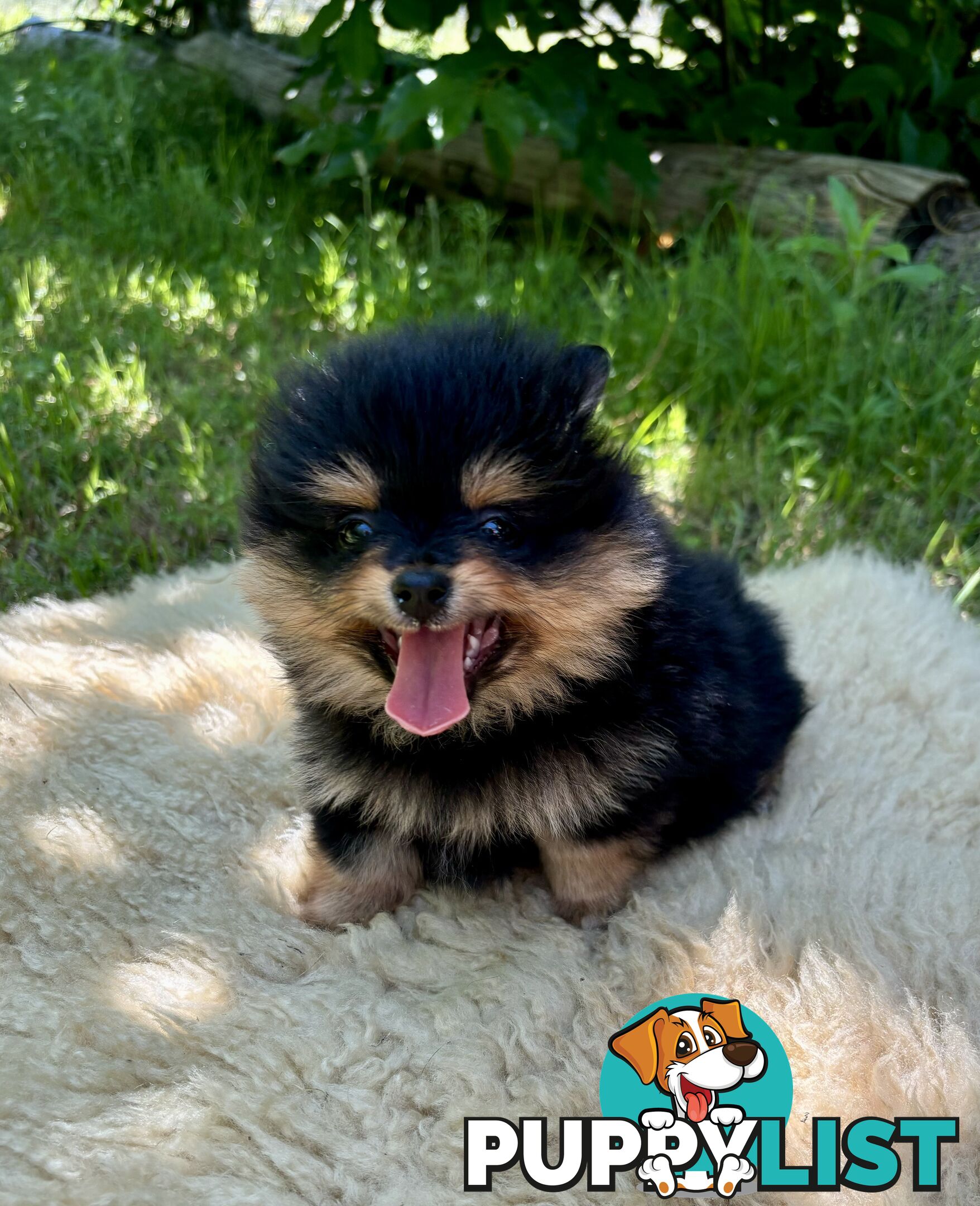 Miniature Teacup Pomeranian