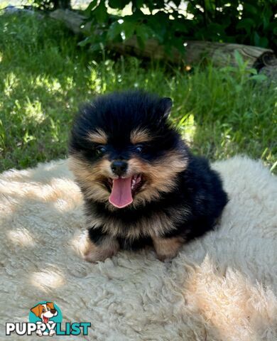 Miniature Teacup Pomeranian