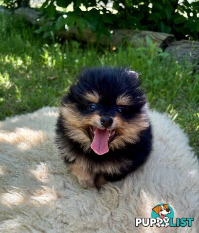 Miniature Teacup Pomeranian